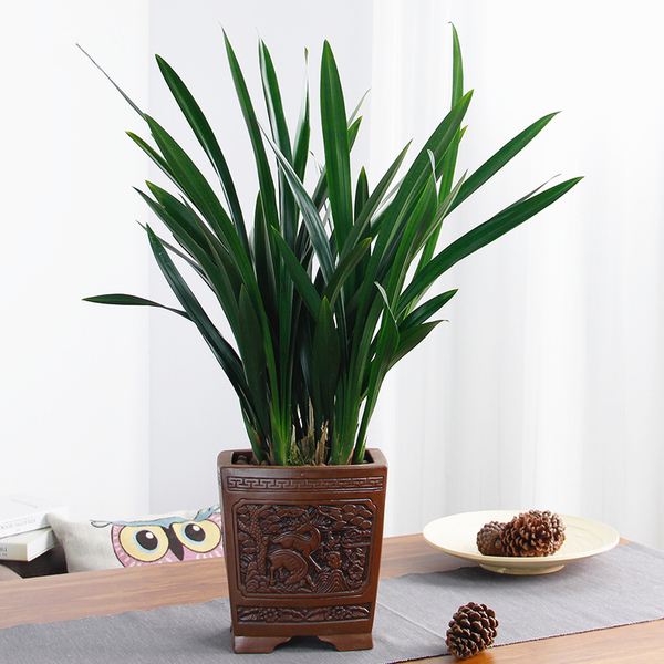 墨兰, 又名报岁兰.   花语:娴静,青春永驻.